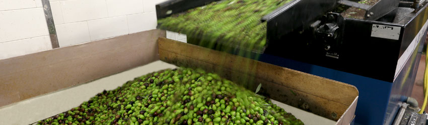 Processo di defogliazione delle olive